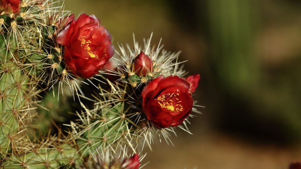 What Color Are Hedgehog Cactus Flowers