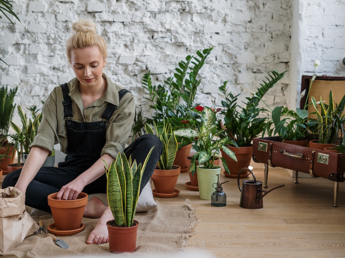 Used Too Much MiracleGro? Here's How To Fix It Indoor Green Guide