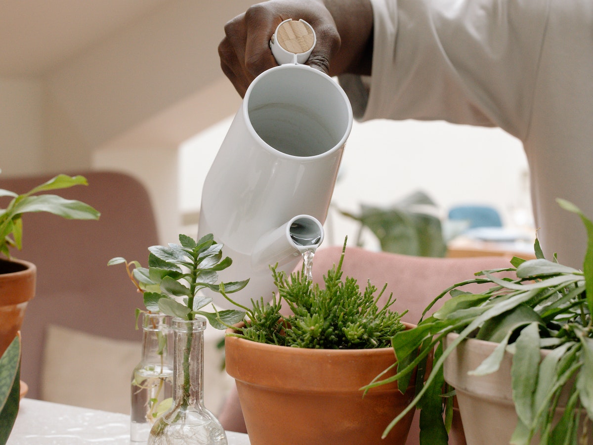 Can You Safely Water Your Plants With Bath Water? Indoor Green Guide