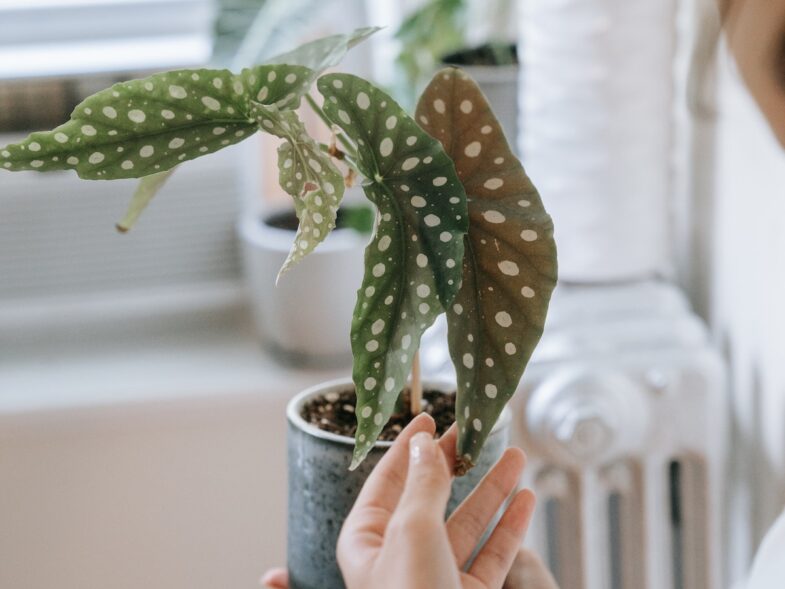 Can A Begonia Survive Without Any Leaves? Indoor Green Guide