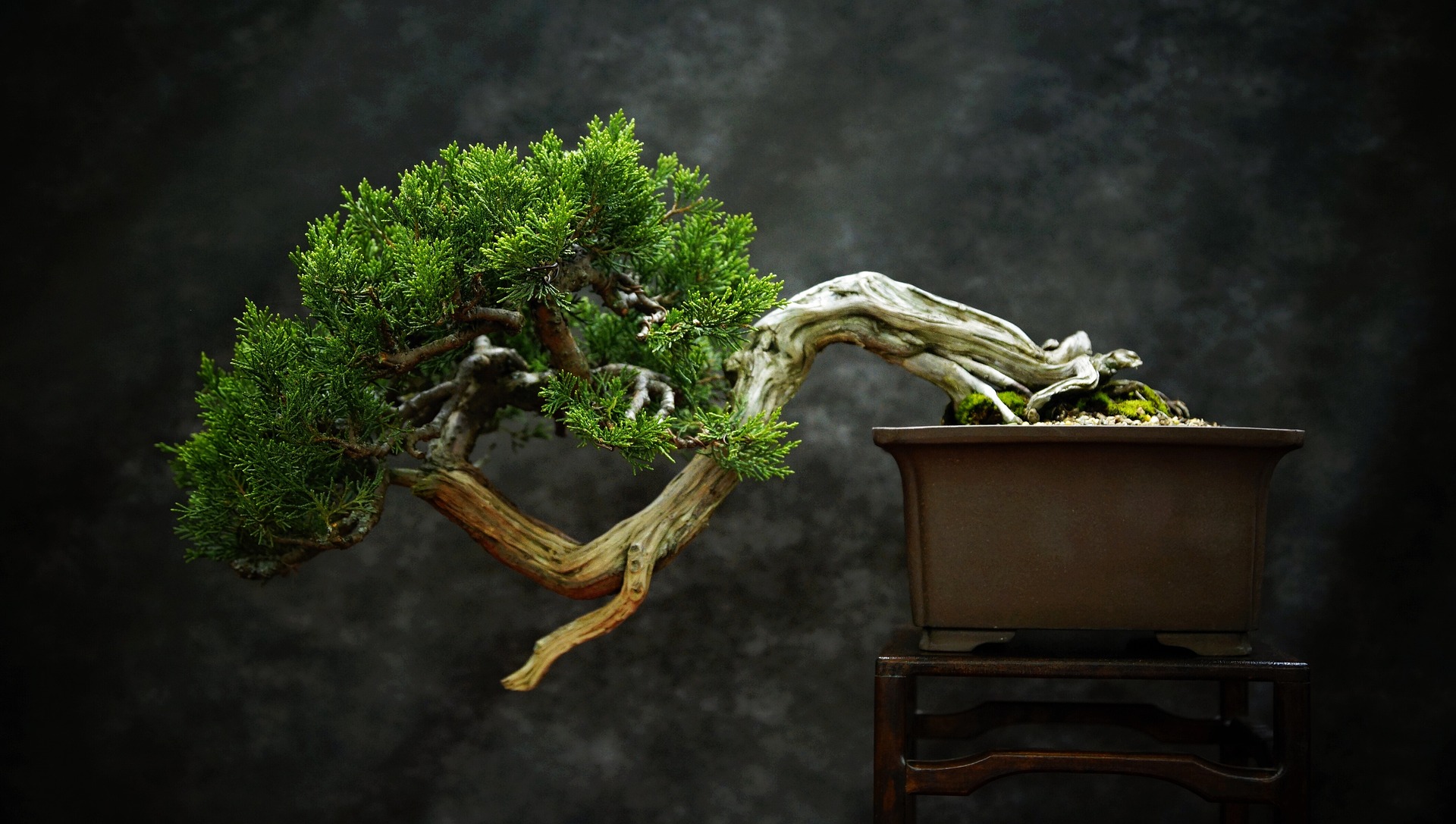 Can A Bonsai Tree Be Planted In Regular Soil? Indoor Green Guide